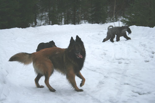 Skrllan, Scala og Luna