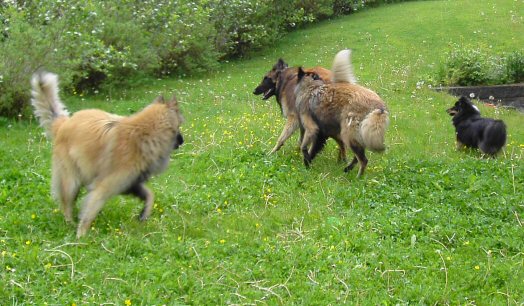 Irax, Artin, Scala og Skrllan i lek, p besk hos Artin's familie i Trondheim