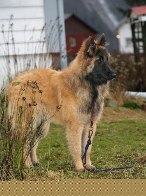 Dina, fotografert av Irene Brresen