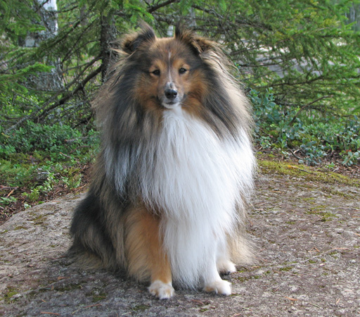 Vakre Lassie