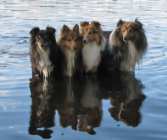 Skrllan med barna Herbie, Honey og Lassie