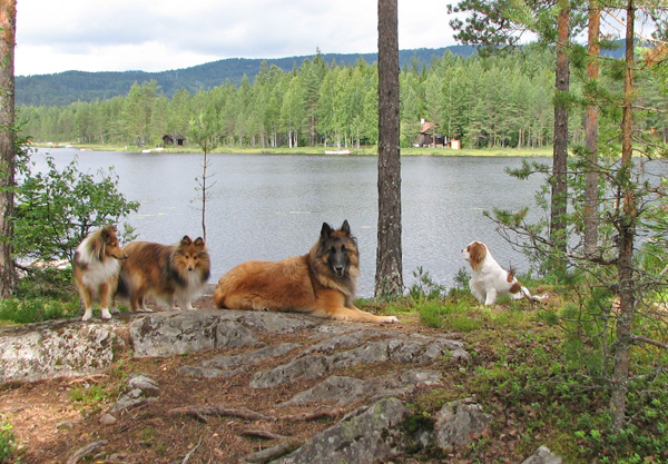 Honey, Herbie, Menah og Grace